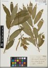 Foto von Salix fragilis L. x Salix triandra L.